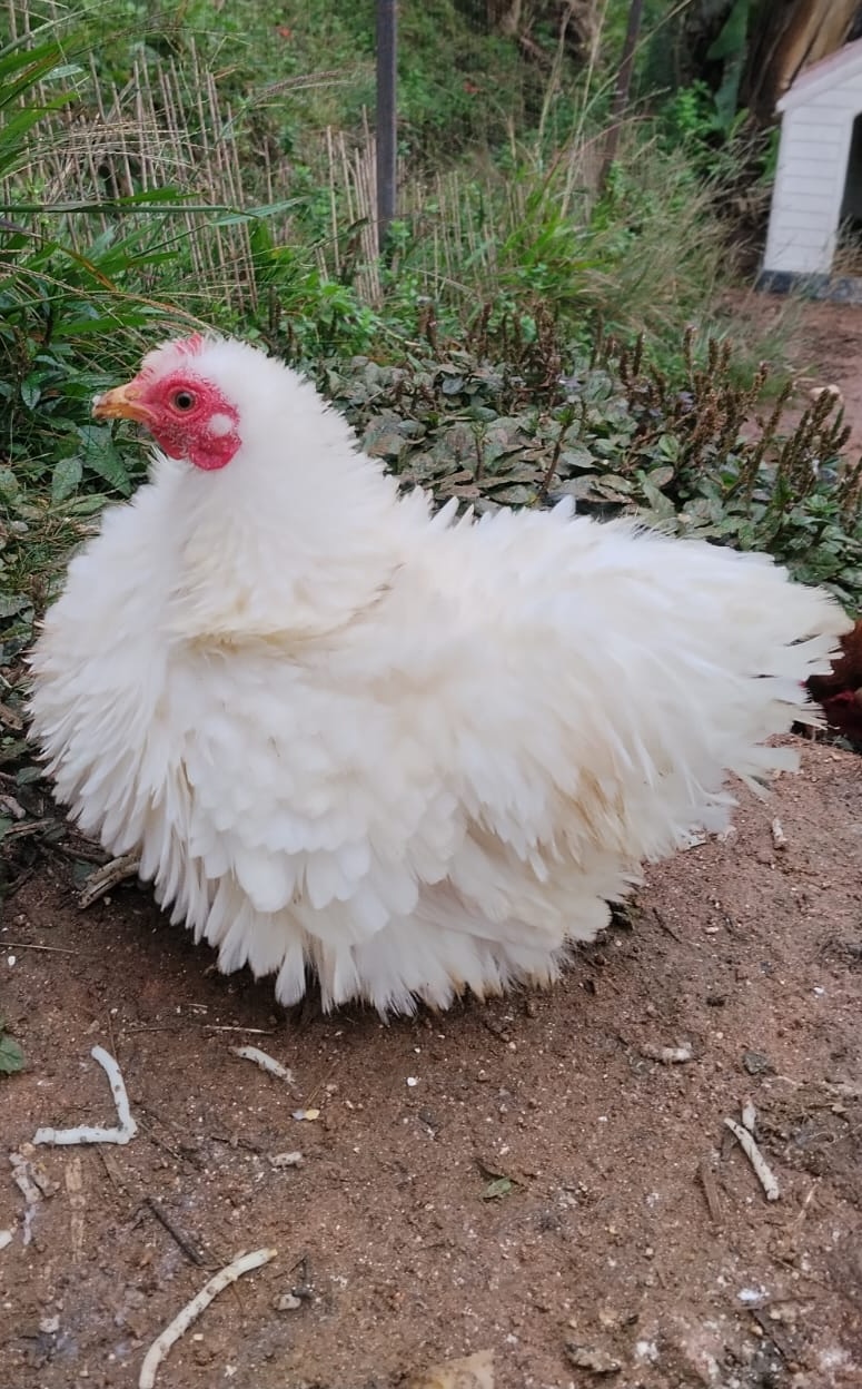Gallinas
