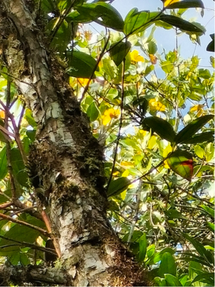 Godoya antioquensis