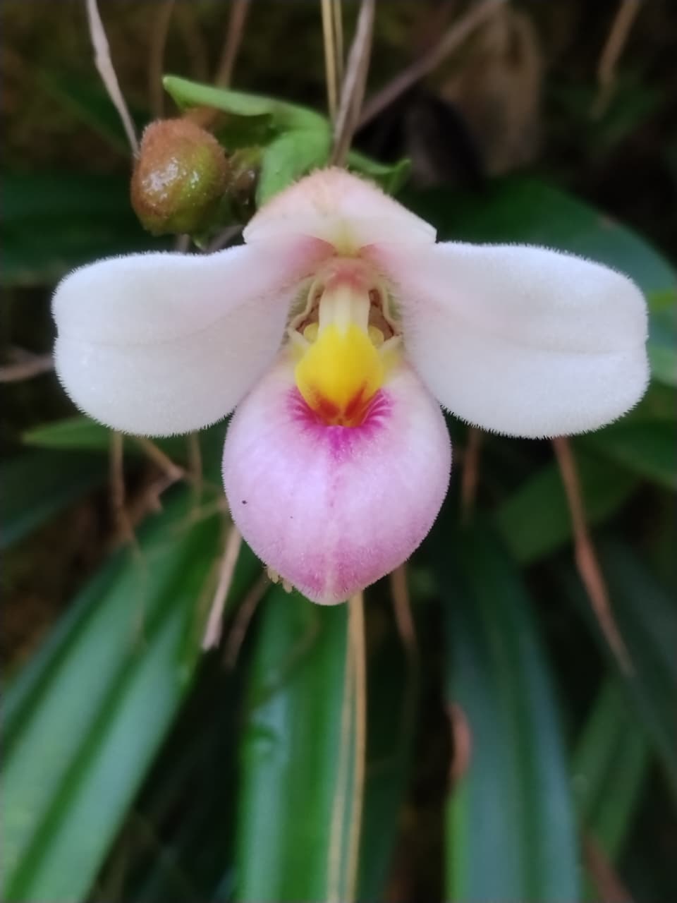 Phragmipedium schlimii